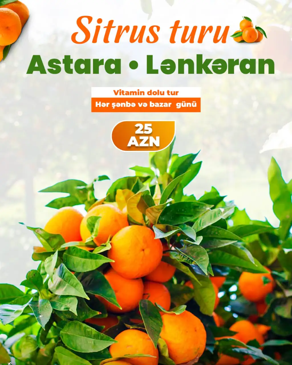 1 Günlük Lənkəran - Astara - Sitrus Turu: 25 AZN